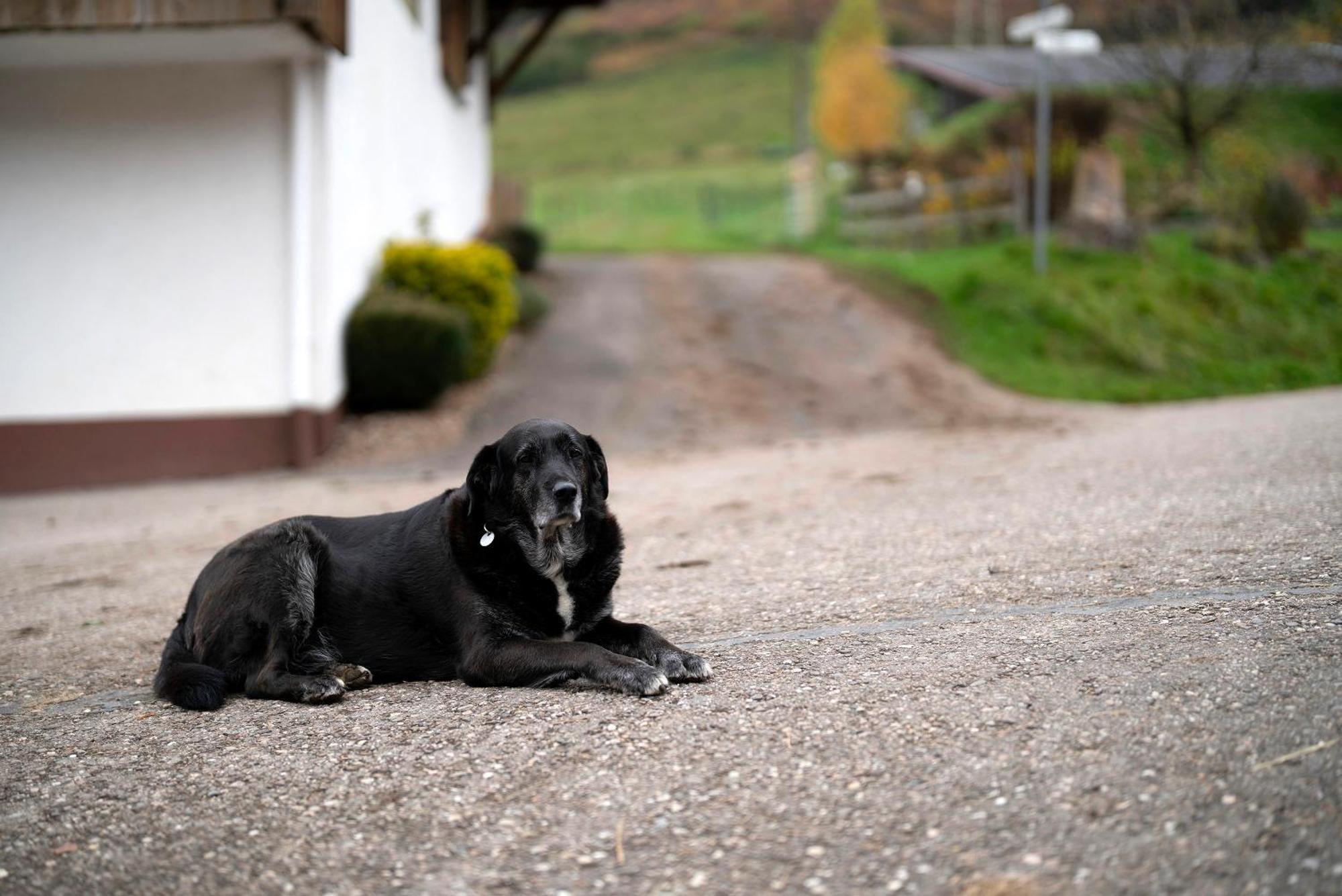 Grundhof Villa Oberprechtal Dış mekan fotoğraf